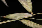 Common oat <BR>Oat